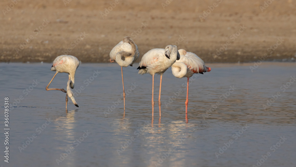 Selective focus image captured in low light  of greater flamingos bathing themselves in the glow of sun standing inside water in Rajasthan, India