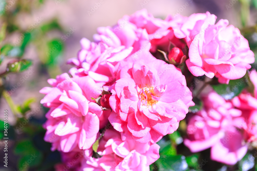 Roses. Delicate background with blooming rose flowers. Roses. Delicate background with blooming rose flowers.