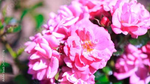 Roses. Delicate background with blooming rose flowers.