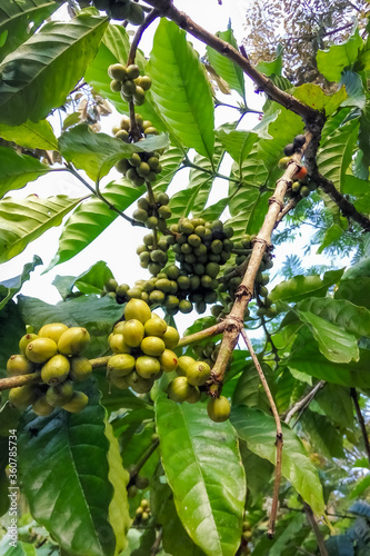 Green Robusta coffee fruits on the coffee tree