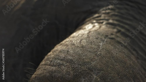 Close-up moving shot from an dead Elephant's eye to its tusk.