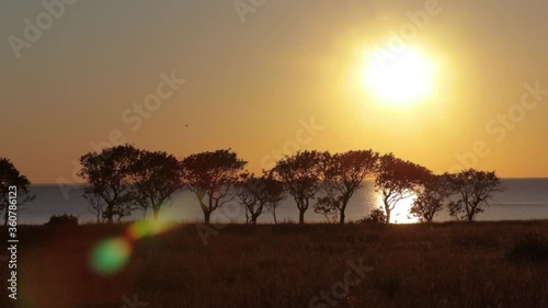 Sea sunset with some trees in front photo