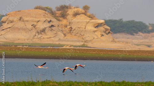 A flock of lesser flamingos in flight with its complete wing span open with blue water and hills in the back ground at Jawai, Rajasthan India on 24 November 2018