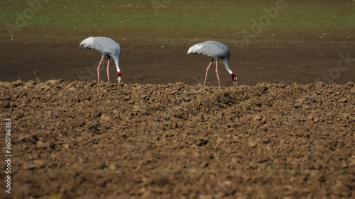 A pair of beautiful Sarus Cranes standing with their necks bend and eating from fields in Jawai  at Rajasthan in India on 24 November 2018 photo