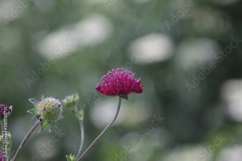 Red flower Allium sphaerocephalon in natural lighting condition