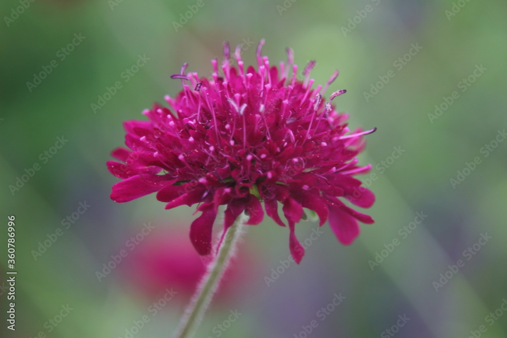 Red flower Allium sphaerocephalon in natural lighting condition Red flower Allium sphaerocephalon in natural lighting condition