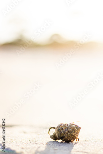 Hermit Crab