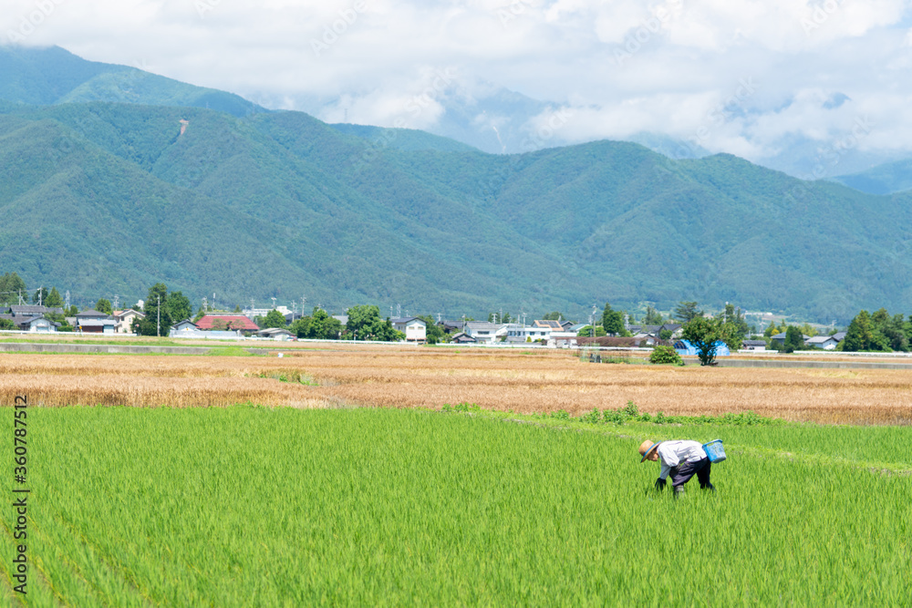 Obraz premium 田植え