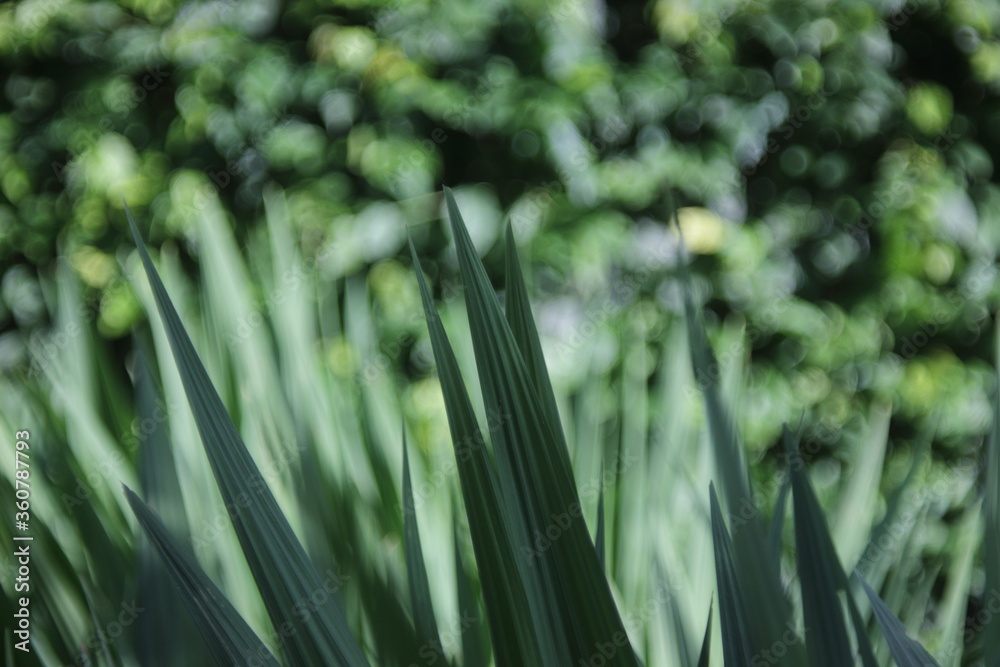Fototapeta premium green pointy leaves with green background