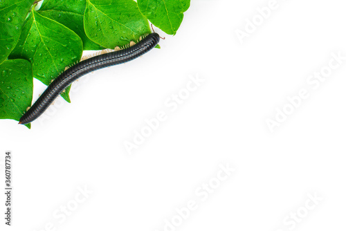 Black julida on the leaf close up.  photo