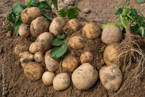 Harvesting fresh organic potatoes in the fields  raw potatoes.