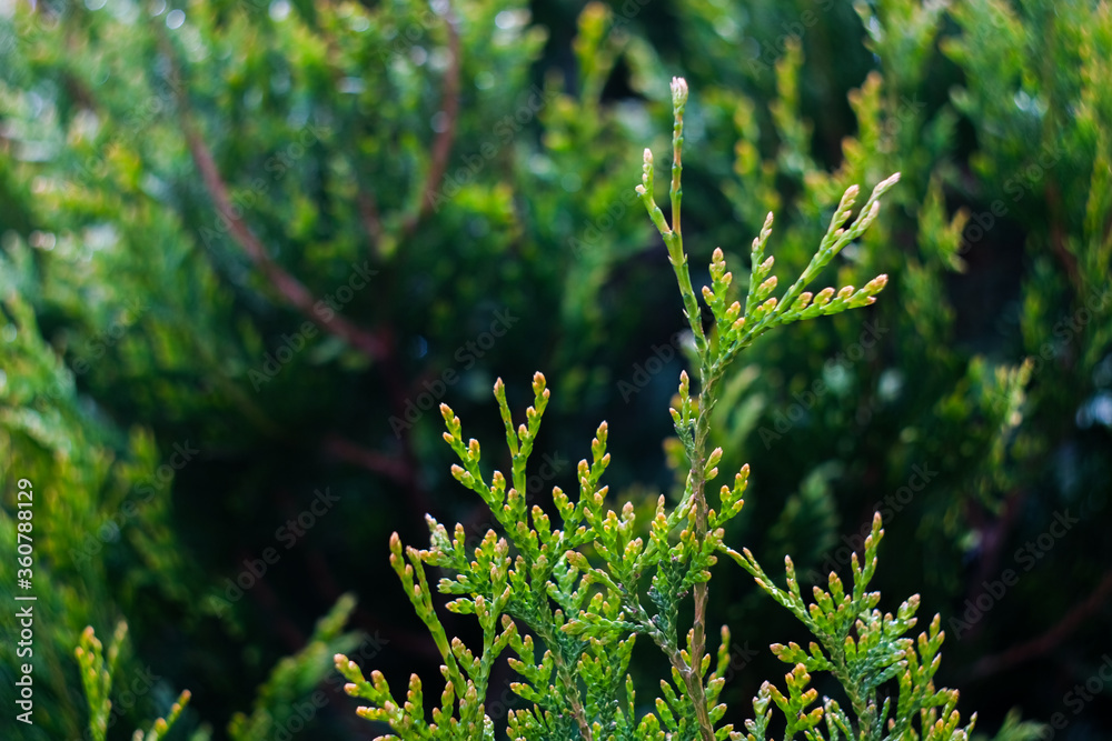 White cedar close up, small water drops, macro shot, selective focus White cedar close up, small water drops, macro shot, selective focus