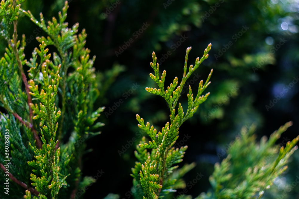 White cedar close up, small water drops, macro shot, selective focus White cedar close up, small water drops, macro shot, selective focus