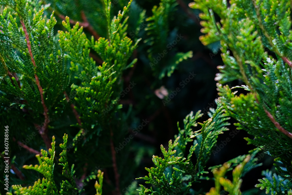 White cedar close up, small water drops, macro shot, selective focus White cedar close up, small water drops, macro shot, selective focus