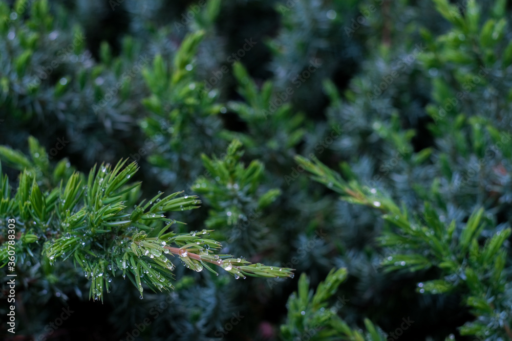 White cedar close up, small water drops, macro shot, selective focus