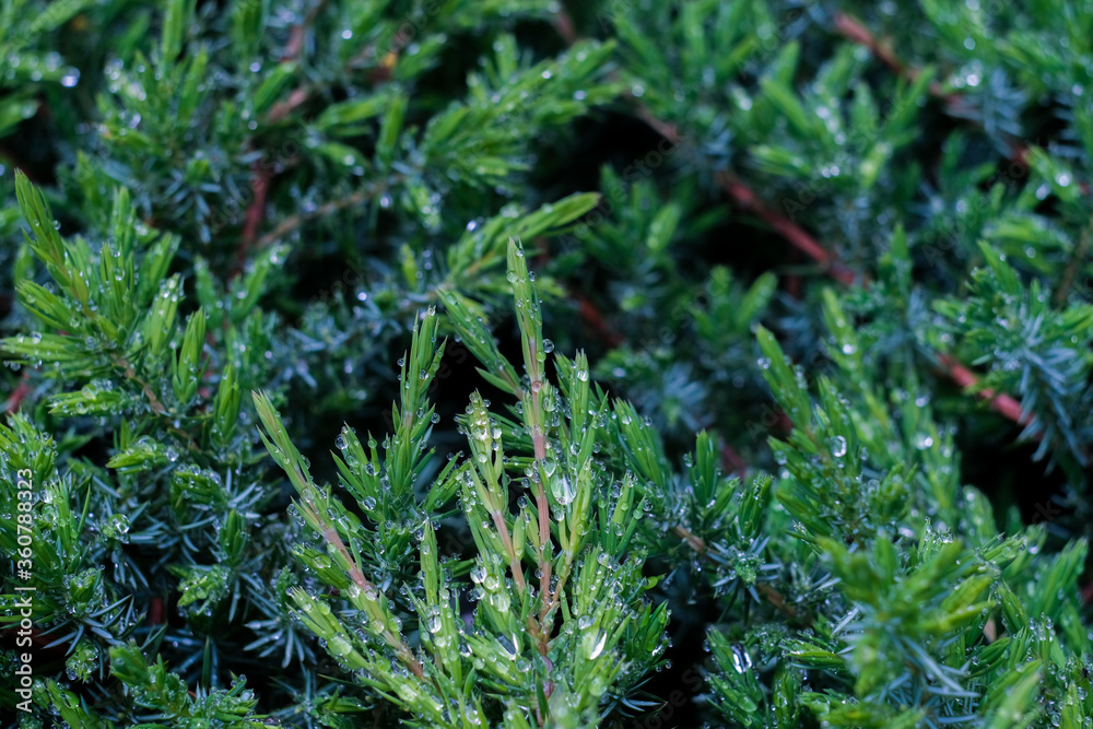 White cedar close up, small water drops, macro shot, selective focus White cedar close up, small water drops, macro shot, selective focus