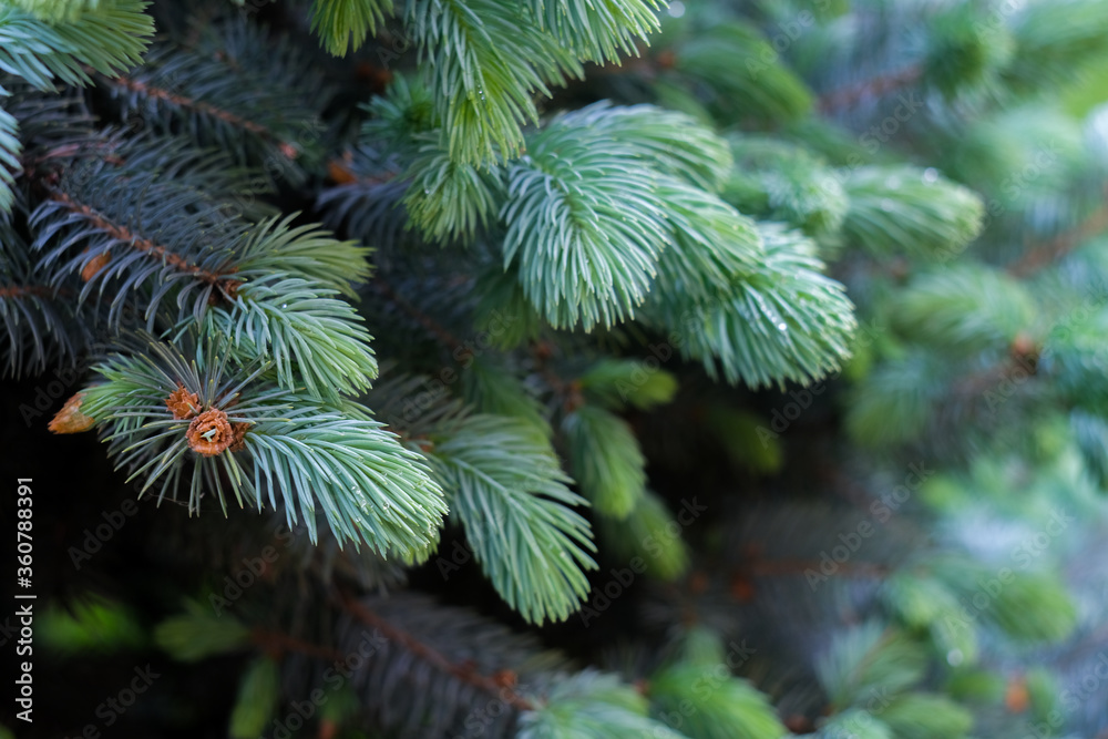 Tree branches with pines close up, macro shot, selective focus Tree branches with pines close up, macro shot, selective focus