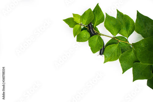 Black julida on the leaf close up.  photo