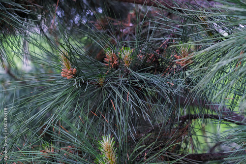 Tree branches with pines close up, macro shot, selective focus