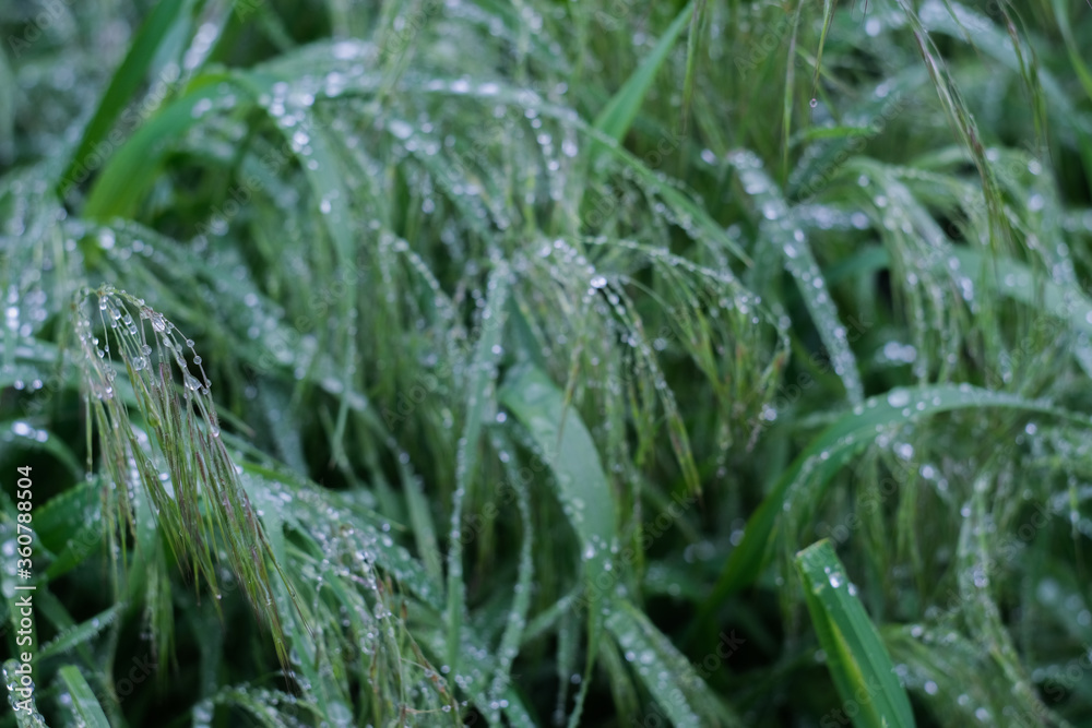 Bright green grass with raindrops close up, macro shot, selective focus
