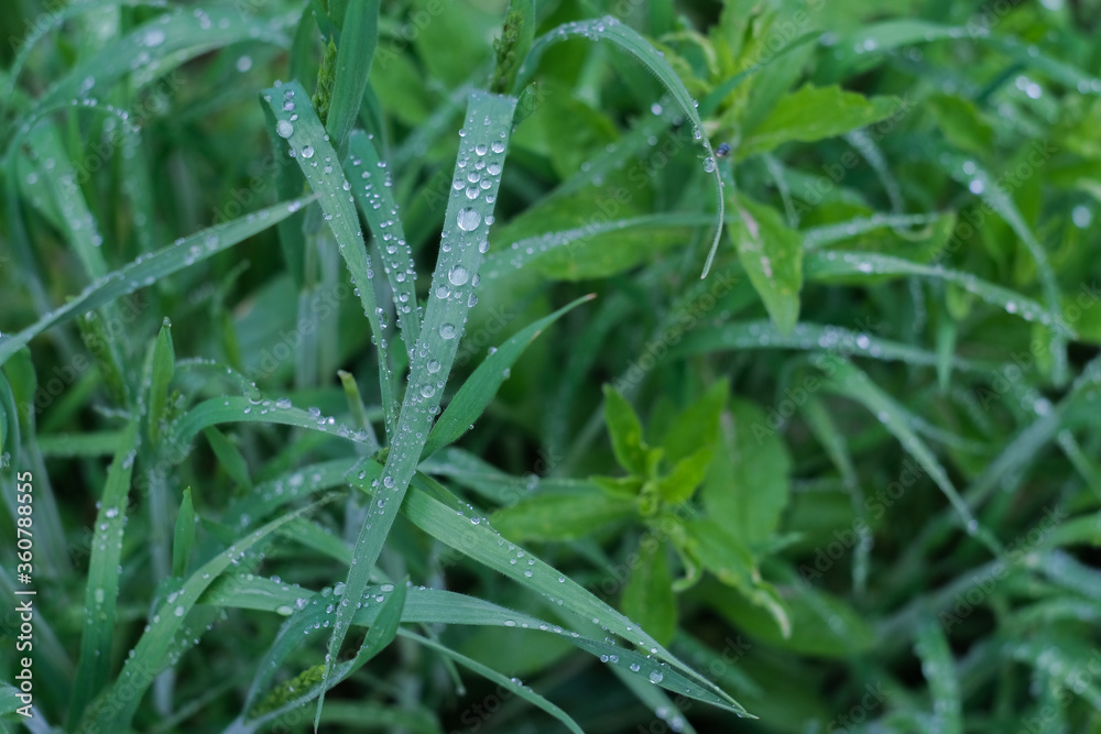Bright green grass with raindrops close up, macro shot, selective focus Bright green grass with raindrops close up, macro shot, selective focus