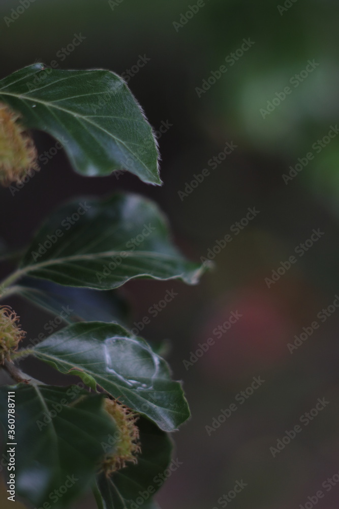 Green leaves in natural lighting condition Green leaves in natural lighting condition