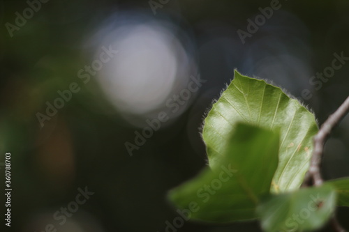 Green leaves in natural lighting condition © AmirBahador