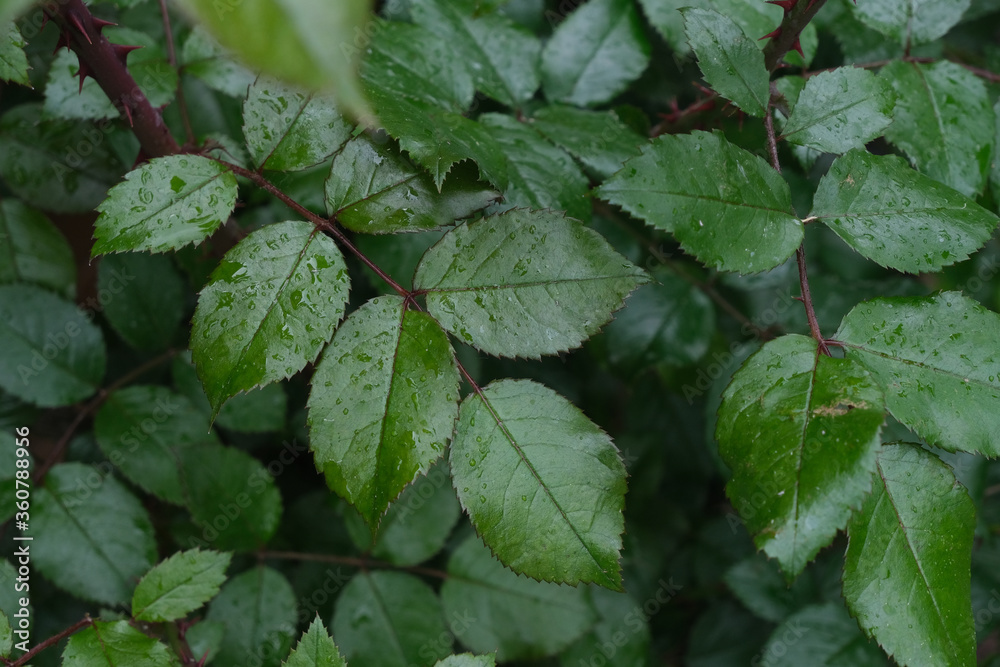 Green leaves of roses with water drops, close up shot, selective focus Green leaves of roses with water drops, close up shot, selective focus