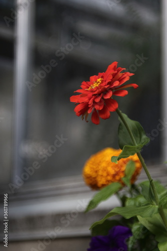 yellow and orange flowers in natural lighting