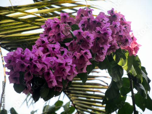 Billede på lærred purple bougainvillaea