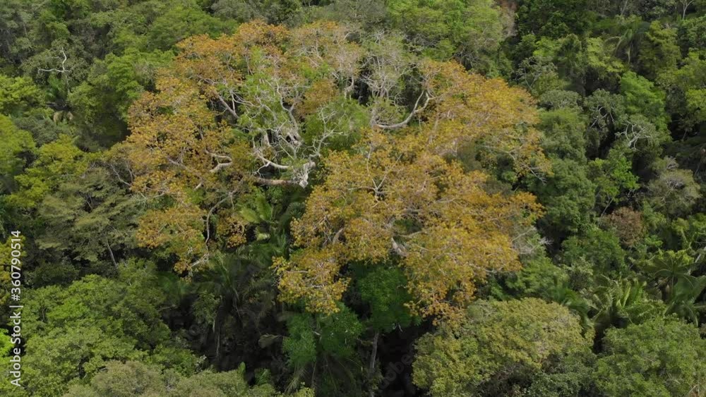 Amazon jungle top tree, macaws house tree, inside of the amazon rainforest. Amazon jungle top tree, macaws house tree, inside of the amazon rainforest.
