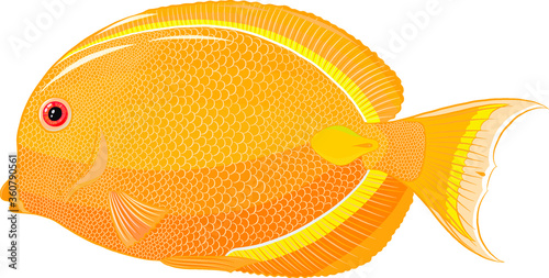 sea slave surgeon of the yellow