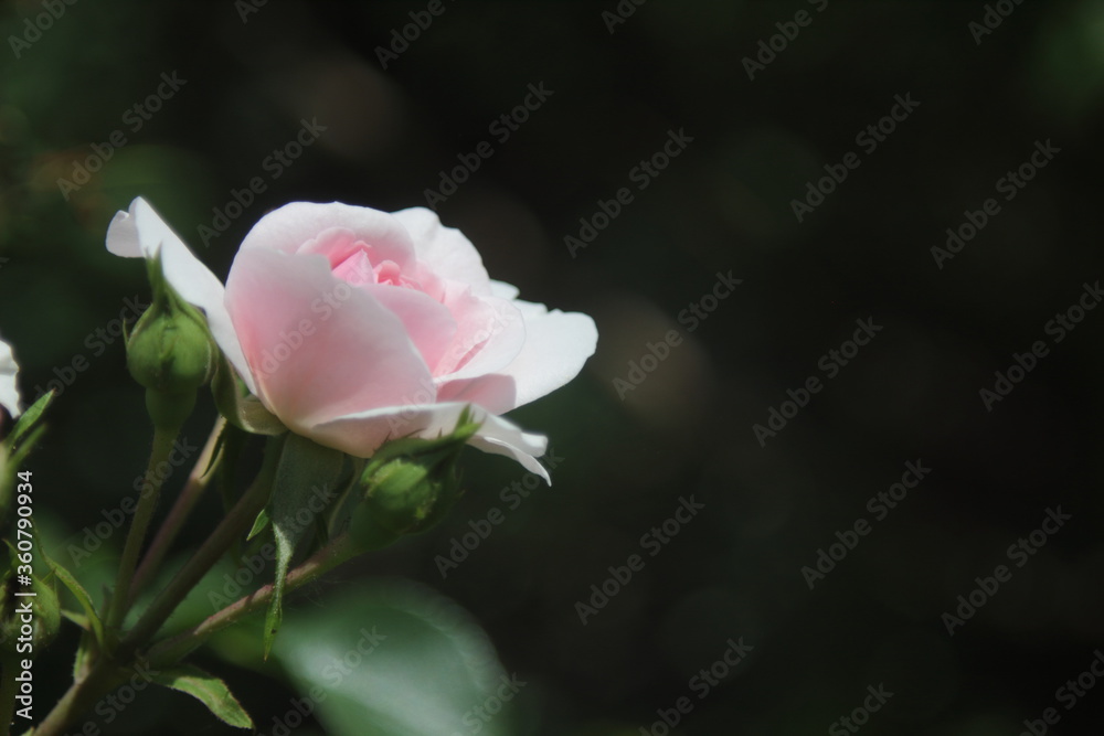 pink rose in natural lighting condition pink rose in natural lighting condition