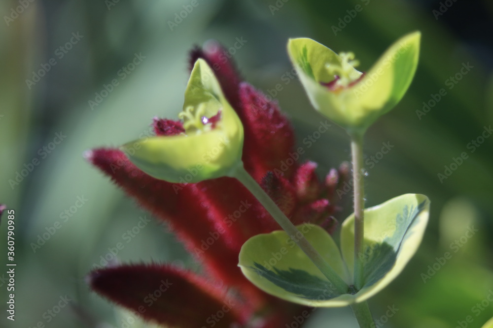 tiny red petals surrounded by shades of green tiny red petals surrounded by shades of green