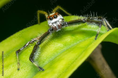 Close up macro shot of the head of a jumping spider sitting on a green leaf