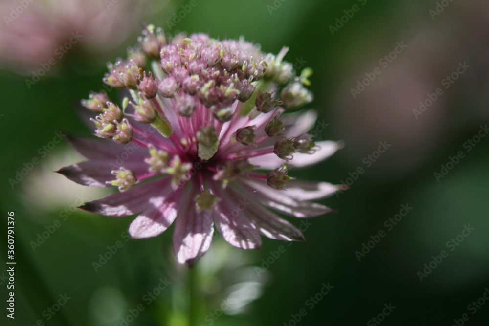 Great masterwort, Astrantia major flower in natural lighting Great masterwort, Astrantia major flower in natural lighting