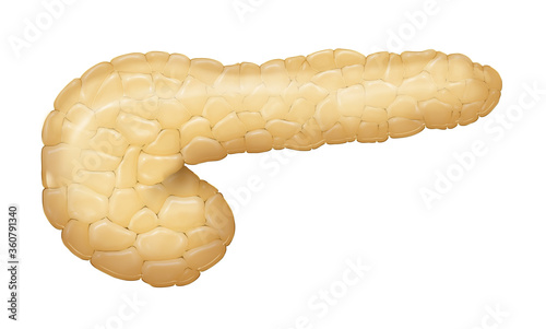 Human pancreas illustration photo