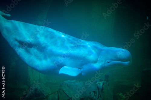Fototapeta Closeup shot of a cute beluga whale swimming underwater