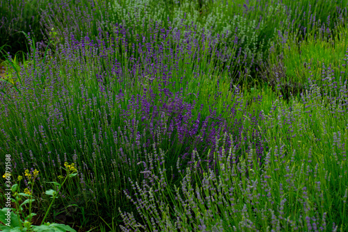 lavender and lavender flowers on the plain