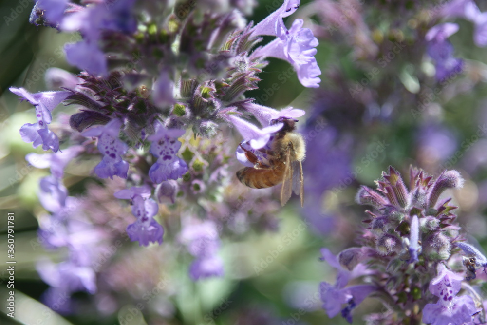 Honey bee Apis Mallifera around lavenders Honey bee Apis Mallifera around lavenders