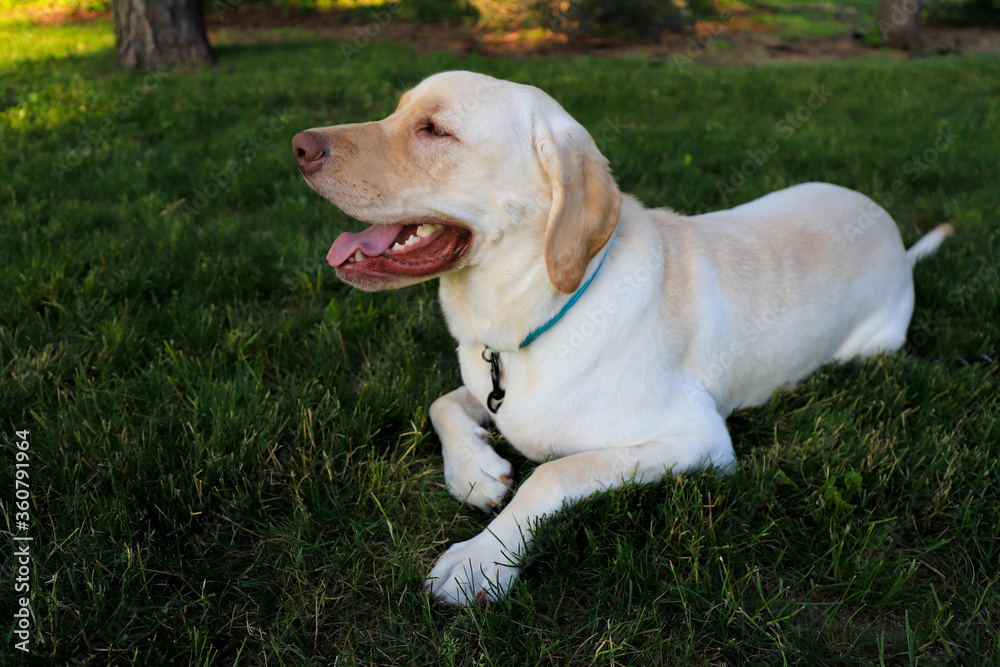 Yellow Labrador retriever portrait lying on the grass