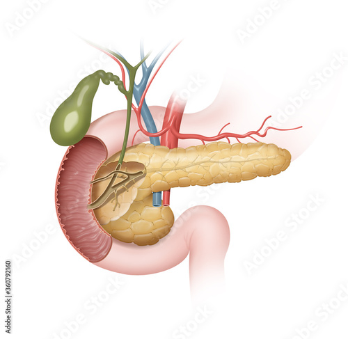 Pancreas, gallbladder and duodenum location photo