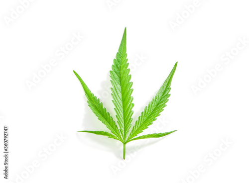 Green cannabis leaves an isolated on white background with clipping path