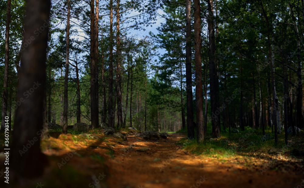 Fototapeta premium panoramiczny krajobraz w lesie. pojęcie jedności z naturą medytacji i spokoju.