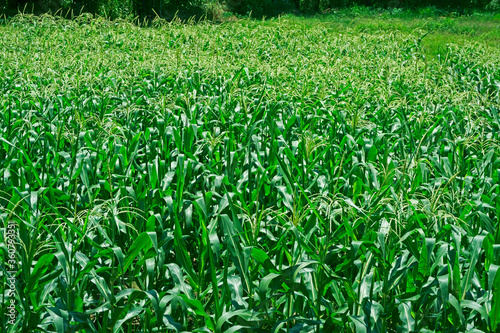 Corn field in clear day,Corn tree at farm land