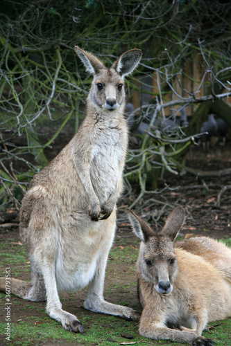 Eastern Grey Kangaroos in Tasmania, Australia