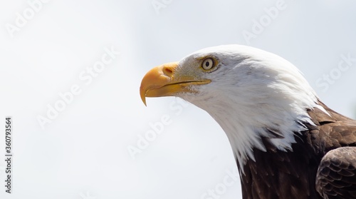 Big bald eagle with transparent eyes photo