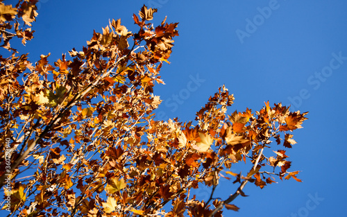 Bright orange and brown autumn leaves against a blue sky
