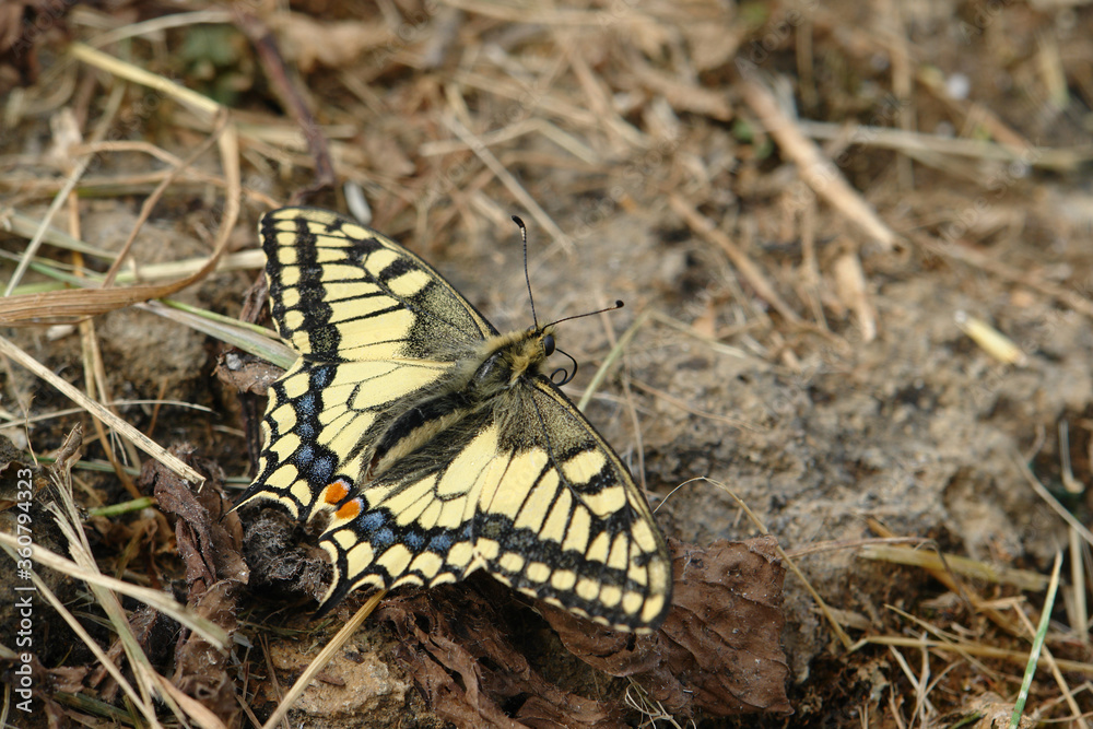 A close up of Papilio machaon (the Old World swallowtail or common yellow swallowtail) among a dry grasses and fallen leaves. Swallowtail absorbing minerals and salt by puddling on a ground A close up of Papilio machaon (the Old World swallowtail or common yellow swallowtail) among a dry grasses and fallen leaves. Swallowtail absorbing minerals and salt by puddling on a ground