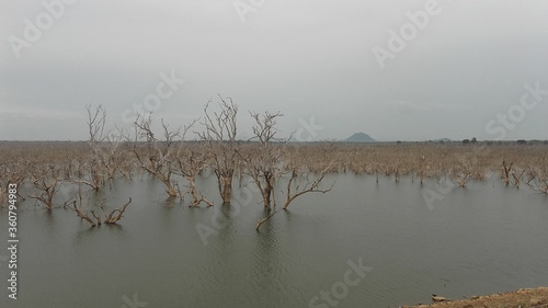 Lunugamwehera Jungle Lake photo